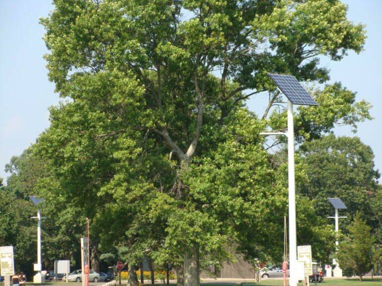 Solar-powered light poles along a tree-lined road at Hammonasset Beach State Park